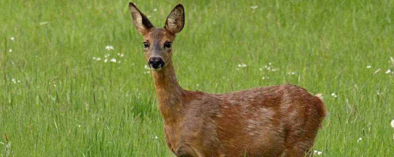 什么动物产麝香（什么动物产麝香最多）