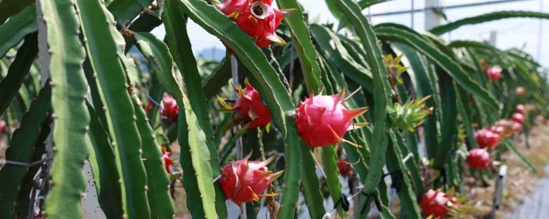 火龙果怎么加热 火龙果怎么加热吃最好