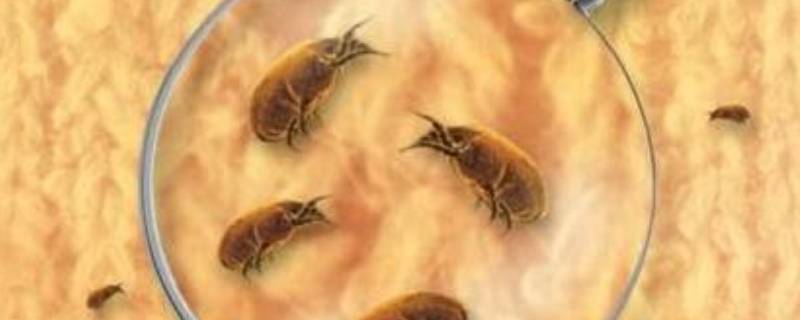 床上螨虫怎么处理（床上有️螨虫怎么办）