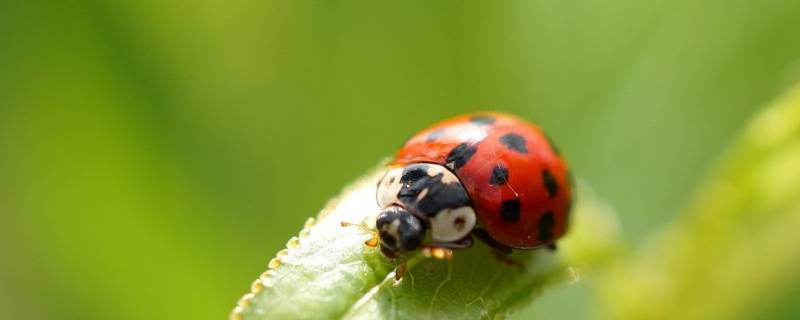 七星瓢虫是益虫吗（黑色七星瓢虫是益虫吗）