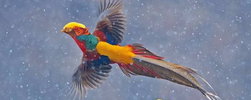 锦鸡是鸟吗 锦鸡是鸟类还是鸡类