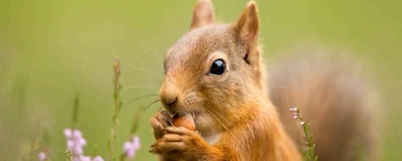 松鼠吃的果子叫什么（松鼠吃的果子叫什么名字?）