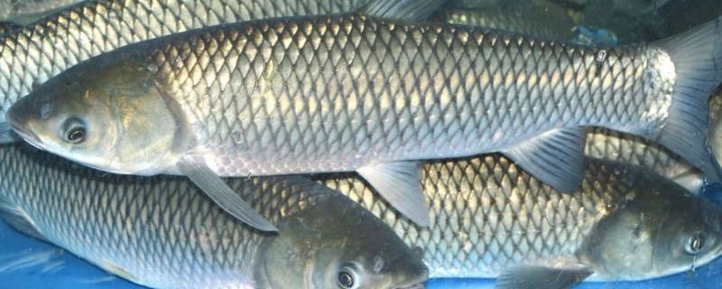 草鱼怎么切鱼片（草鱼怎么切鱼片视频）