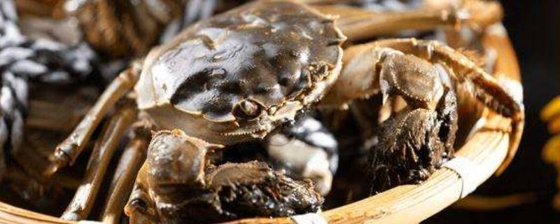 十月大闸蟹吃公还是母(10月初大闸蟹吃公还是吃母)