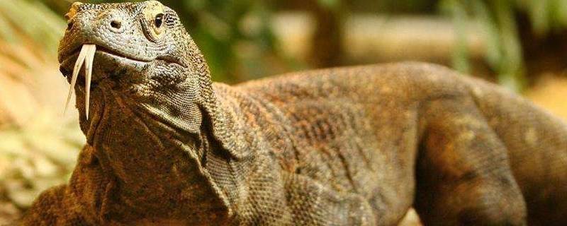 科莫多龙的天敌 科莫多龙的天敌平头哥