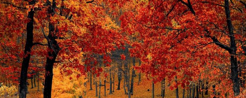 秋天的特点 秋天的特点有哪些呢