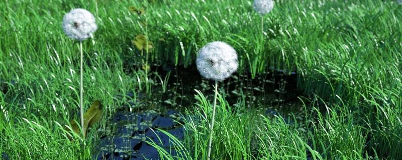 有草有水的乳名(有水有草的女孩乳名)