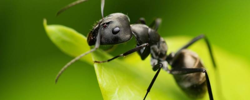 蚂蚁腹部的环节 蚂蚁腹部的环节有几个