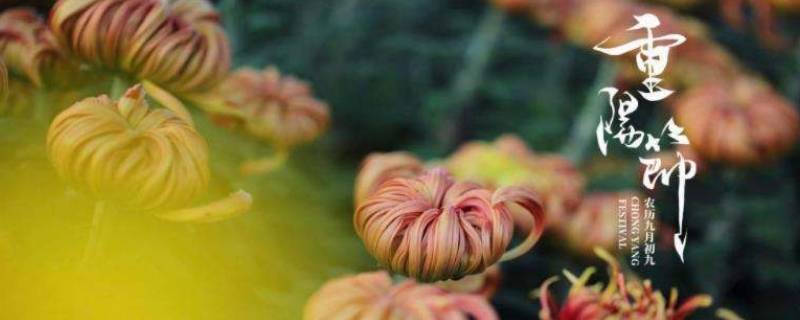 重阳节有哪些风俗（九月九日重阳节有哪些风俗）