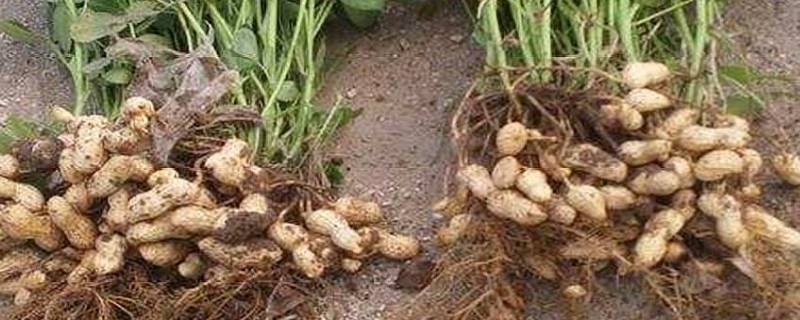 花生是坚果吗（花生是坚果吗,百度百科）