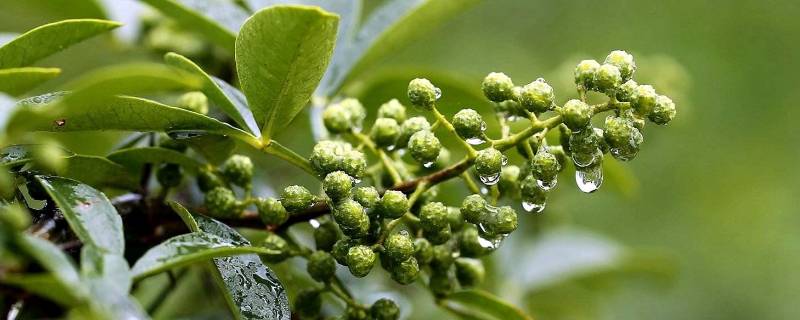 花椒麻吗 花椒麻吗?