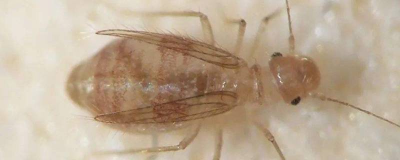 为什么新房子会有书虱（新房怎么会有书虱）