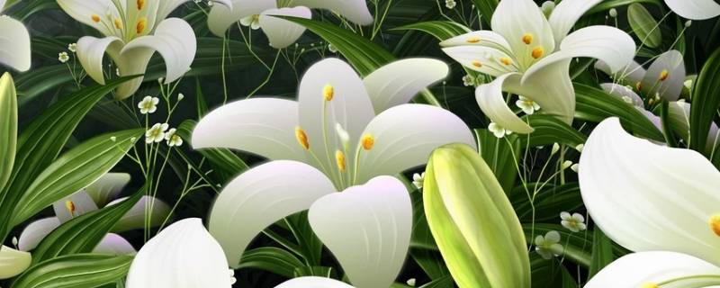 百合花放冰箱冷藏可以放几天 百合花能保鲜几天