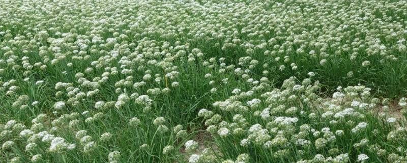 腌韭菜花几天可以吃（腌好的韭菜花几天能吃）