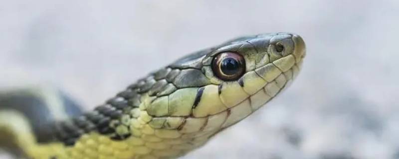 院子里有蛇怎么驱赶 院子里的蛇怎么赶走