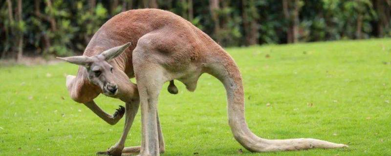 袋鼠有哪些特点 袋鼠有哪些特点?400字