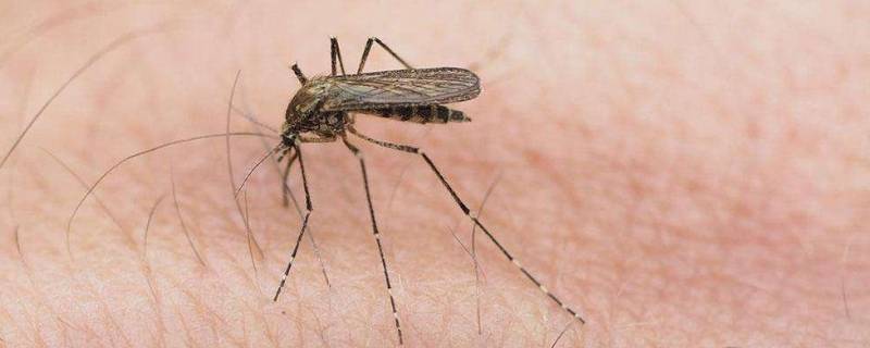 家里蚊虫比较多有什么办法(家里蚊子多有什么办法)