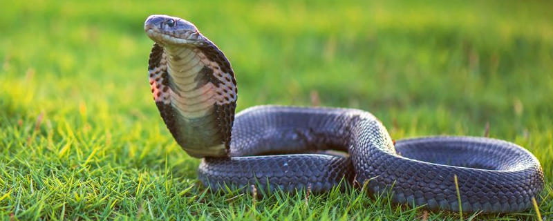 在眼镜发明之前眼镜蛇叫什么 在眼镜发明之前眼镜蛇叫什么类似的问题