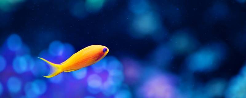 鱼只有七秒钟的记忆吗（鱼只有七秒钟的记忆吗知真的吗）