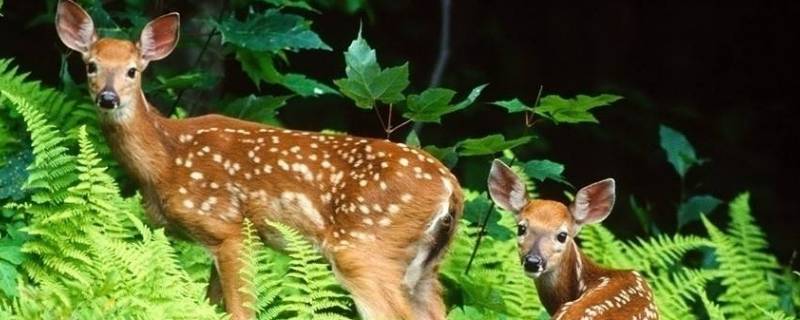 植物和动物的区别（植物和动物的区别是什么）