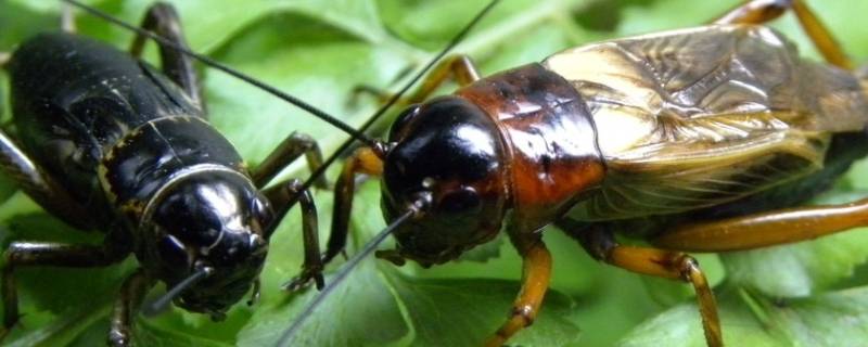 蟋蟀什么季节出来活动（蟋蟀一般什么时候活动）