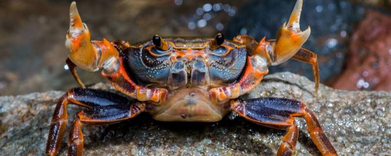 螃蟹能带上高铁吗（螃蟹是否可以带上高铁）