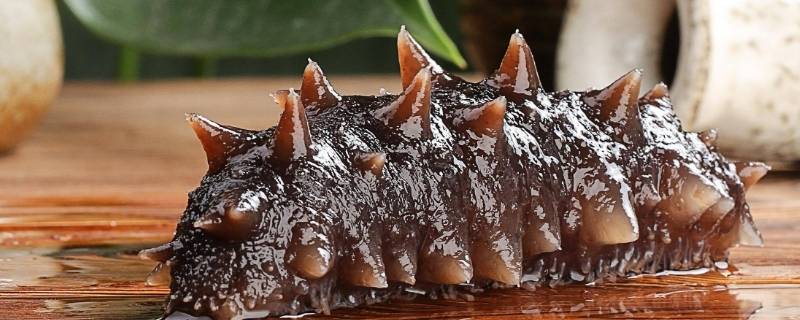 海参如何泡发正确 海参怎么发泡发