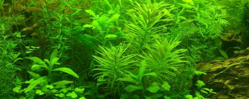 水草的作用（水草的作用与功效）