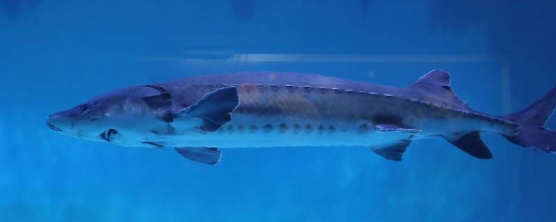 中华鲟是保护动物吗（中华鲟是保护动物吗可以吃吗）