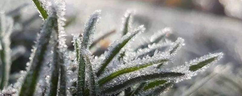零上2度会不会有霜冻 零上2度会化冻吗
