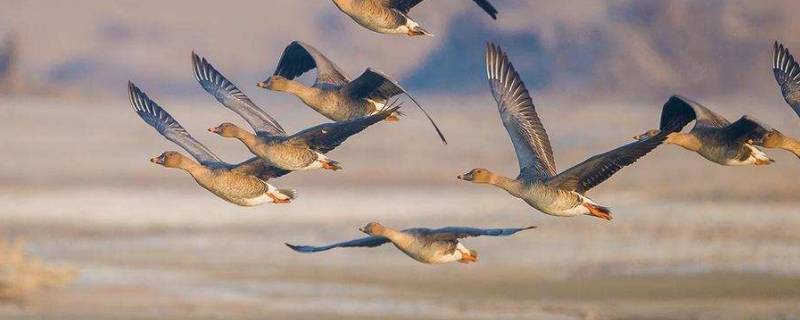 大雁属于鸟类吗 大雁属于鸟类吗为什么