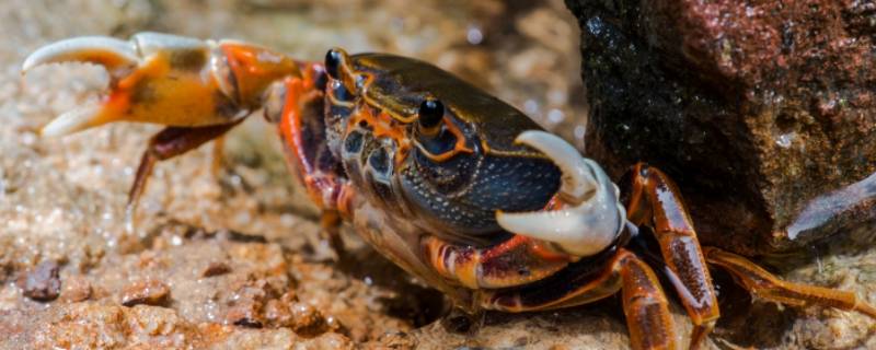 飞蟹和河蟹有什么区别（闸蟹和飞蟹有什么区别）