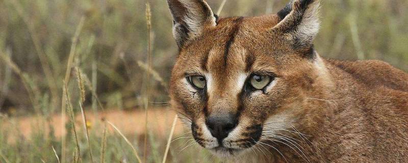 狞是什么怪物（狰和狞是什么怪物）