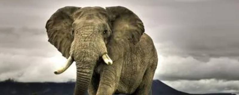 大象是什么动物（大象是什么动物用英语怎么说）