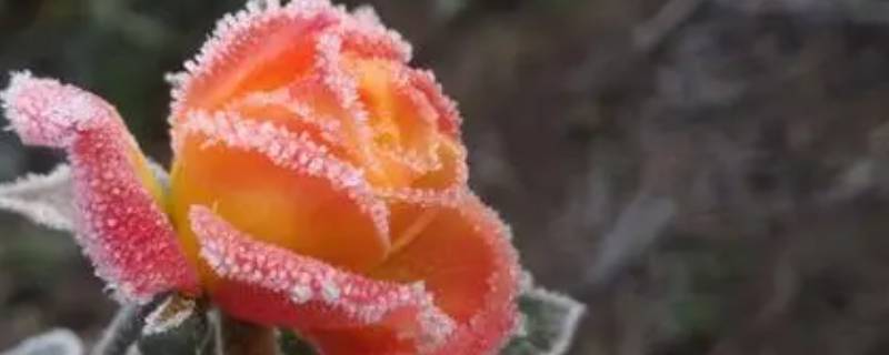 零上1度会不会有霜冻 零上2度会不会有霜冻