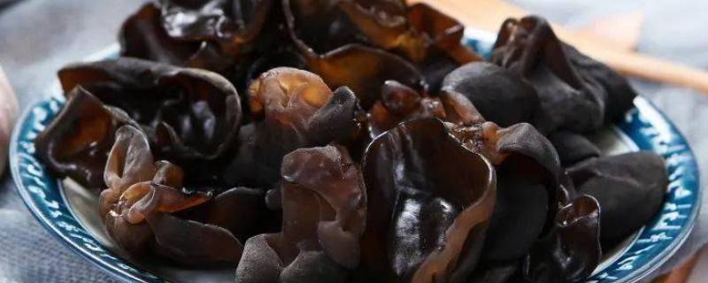 黑木耳是生物吗（黑木耳的生物学特性）