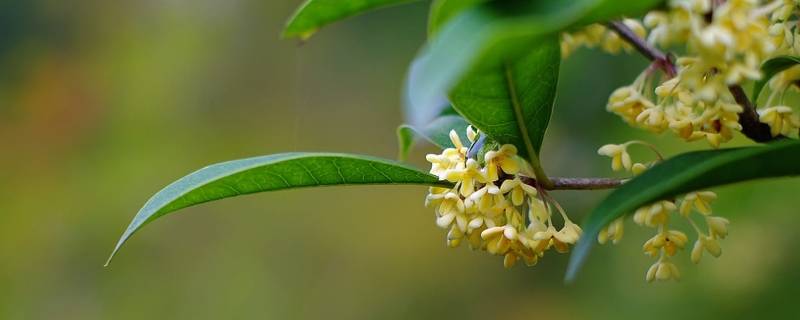 北京有桂花吗（北京哪儿有桂花）