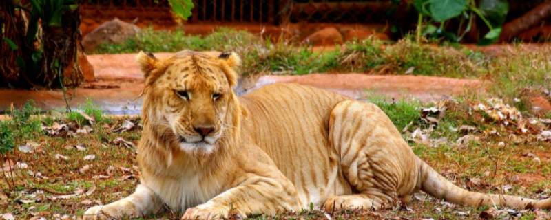 真实存在的杂交动物（哪一种杂交动物是不存在的）