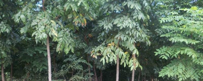 果实和栗子很像的是什么树 栗子树的果实是什么样子的