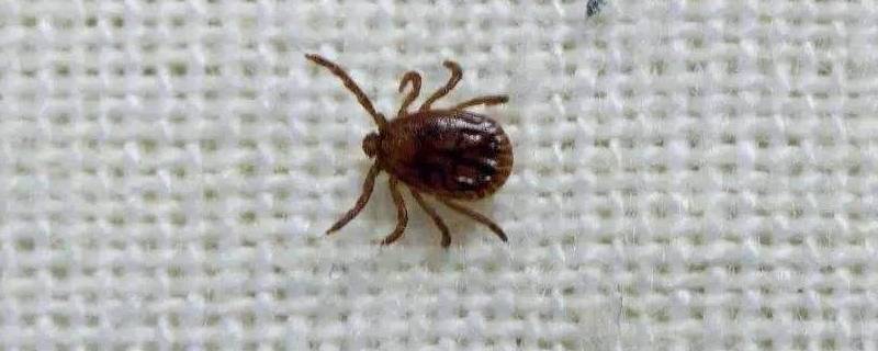 怎么判断是蜱虫幼虫 如何判断是不是蜱虫