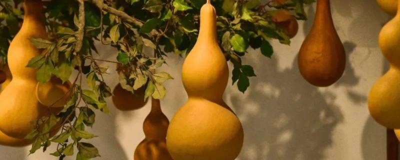 葫芦不刮皮能保存吗 葫芦保存需要去皮吗