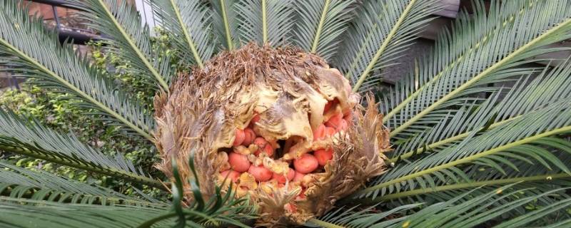 苏铁的果实可以吃吗 苏铁的果实是核果嘛