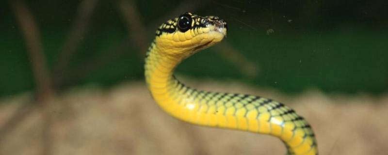 蛇双根是什么（蛇的双根长什么样子）