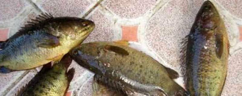 过山鲫为什么没人吃 过山鲫能吃吗