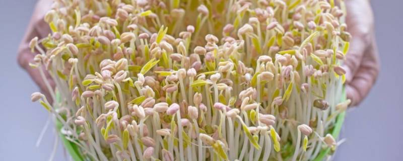 绿豆芽的制作方法与过程（绿豆芽的制作方法与过程日记）