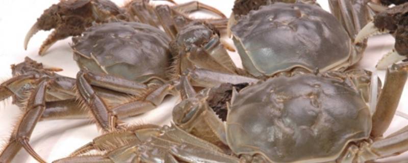 大闸蟹和梭子蟹有什么区别 大闸蟹和梭子蟹有啥区别