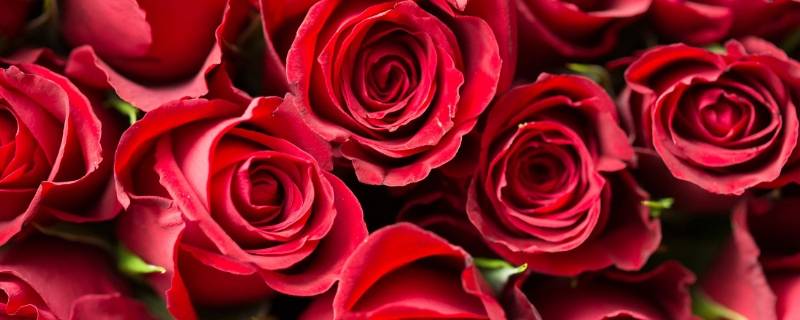 凋谢的玫瑰是什么意思 男人发两朵凋谢的玫瑰是什么意思