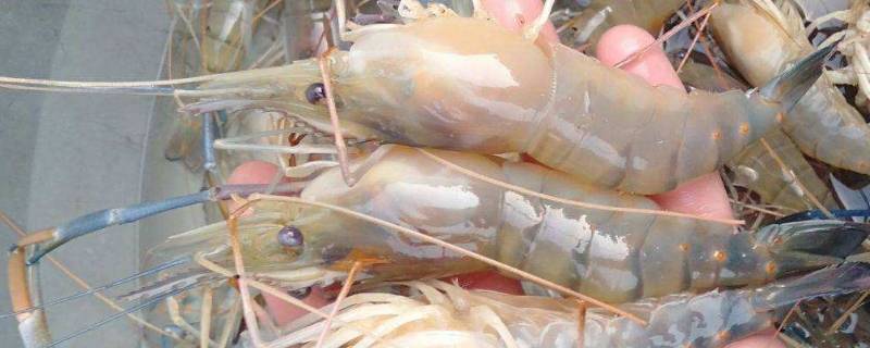 为什么市场很少有罗氏虾(罗氏虾好卖吗)
