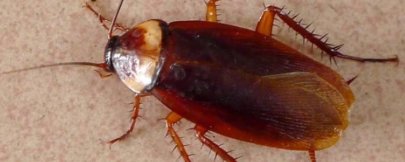 怎样能彻底消灭蟑螂（如何能彻底消灭蟑螂）