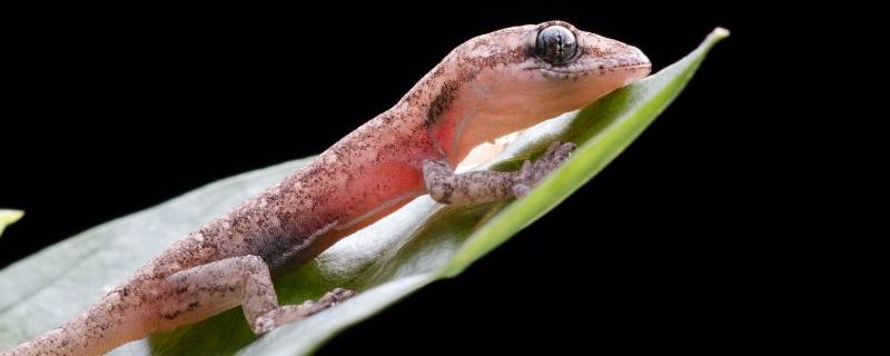 壁虎吃蚊子不 壁虎是否吃蚊子